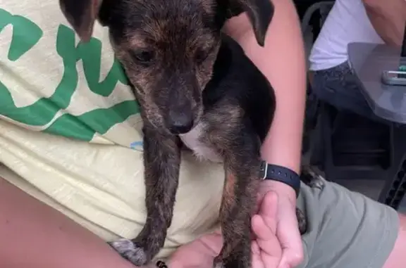 Chiot mâle trouvé à Sainte-Anne - photo