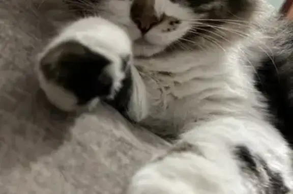 Gatos perdidos, , foto: ¡Urgente! Gato Perdido en Dos Hermanas