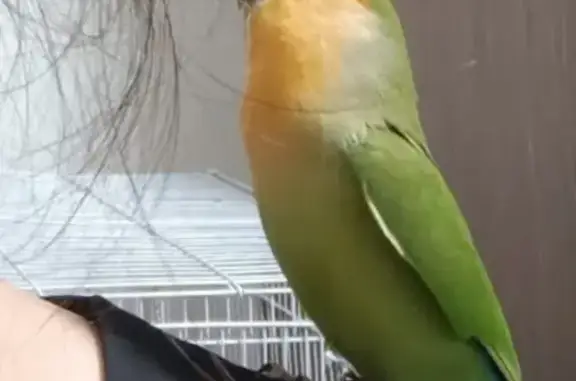 Lost Love Bird: Orange Face, Green Body - Marine Crescent, Singapore