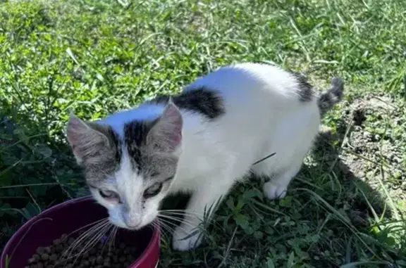 Chat trouvé , photo: Chat trouvé, blanc tigré, Puch-d'Agenais