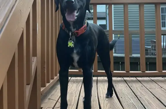 Missing Black Lab - Last Seen in The Gulch