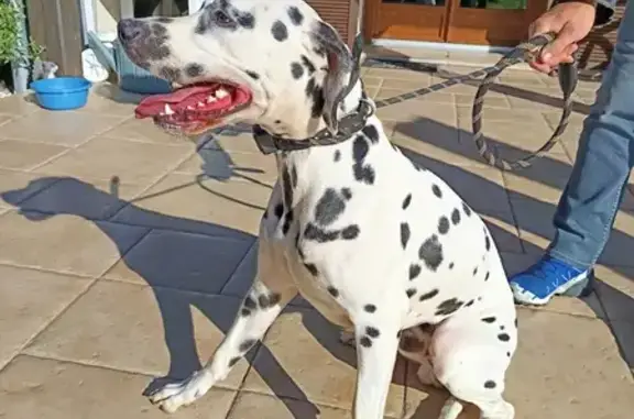 Animaux trouvés , photo: Dalmatien trouvé avec collier à Nance