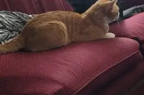 Missing Orange Tabby: Oatmeal, 1 Yr Old