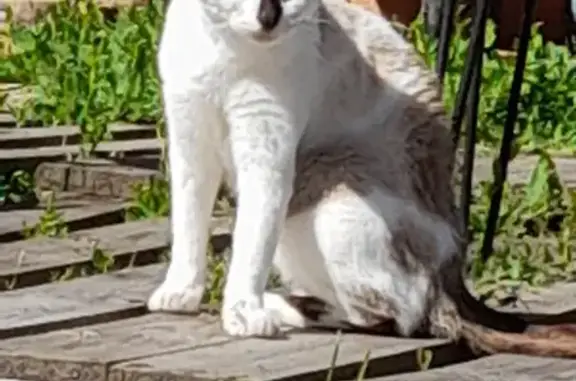 Petite chatte blanche-crème trouvée à Champniers - photo