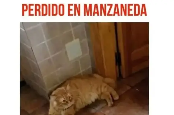 ¡Gato Naranja Perdido en Garrafe de Torío!