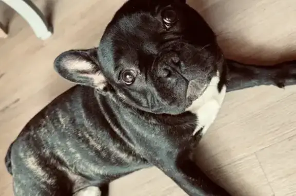Chien perdu Poitiers, photo : Bouledogue français perdu à Poitiers