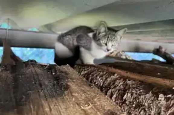 Animaux trouvés Rion-des-Landes, photo: Petit chat perdu Rue des Souchets, Rion