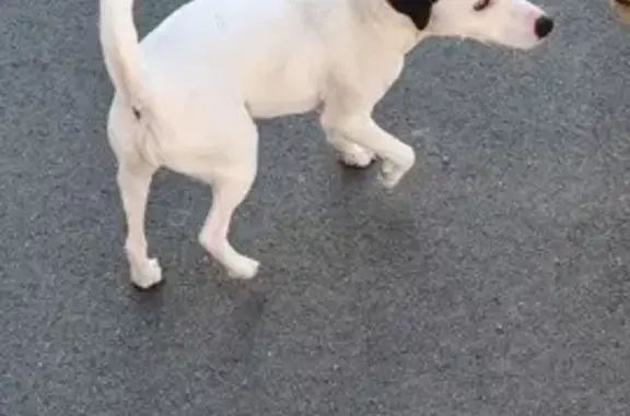 Petit chien noir et blanc trouvé à Luçon - photo