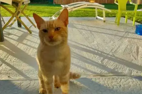 Chat roux trouvé près du stade de Jarzé - photo