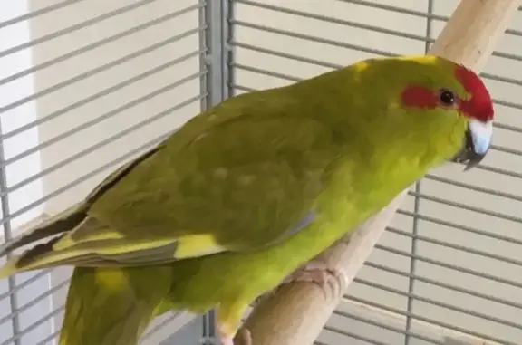 Animaux perdus Roquebrune-sur-Argens, photo: Perdu : Kakariki kaki à front rouge