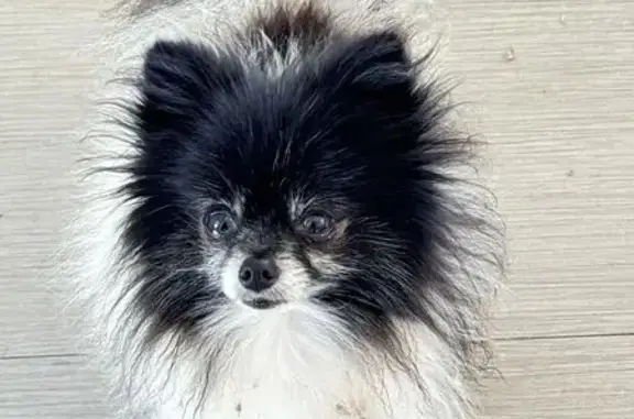 Chien trouvé Maxéville, photo: Petit Spitz trouvé errant à Maxéville