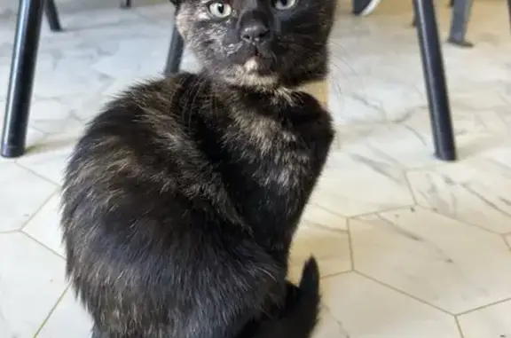 Chaton femelle trouvé à Rives de l'Yon - photo