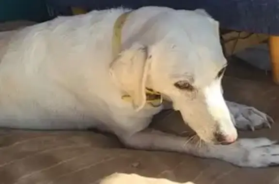 Chien perdu L'Isle-sur-la-Sorgue, photo : Chien blanc perdu, castré, collier jaune fluo