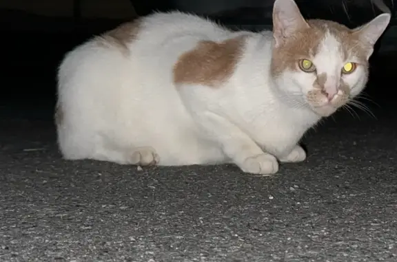 Pregnant White & Orange Cat Found on Dulude Ave