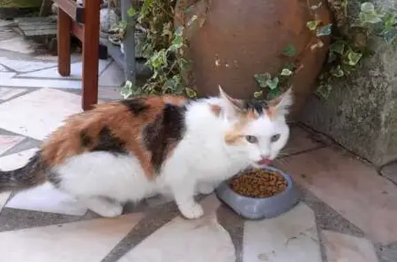 Chatte tricolore trouvée, Allée de Beauséjour - photo