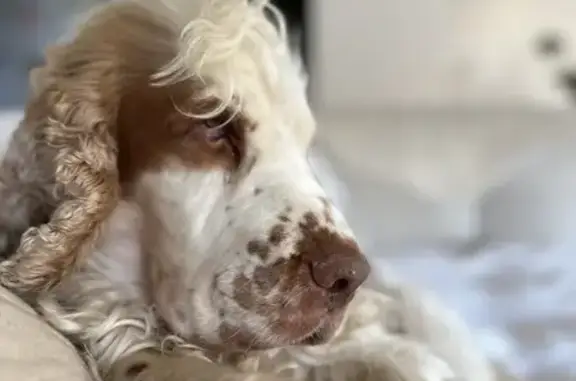 Chien perdu: Cocker anglais blanc et orange - photo