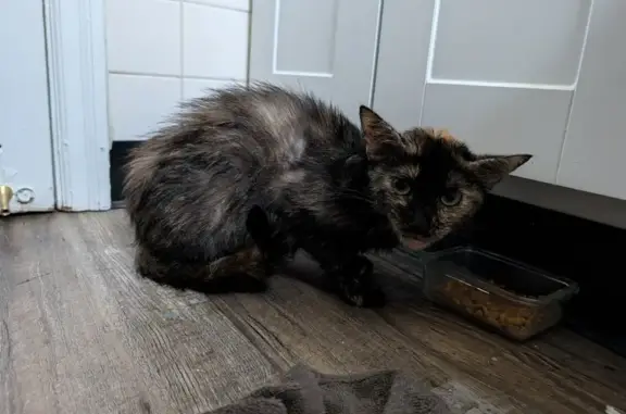 Sweet Young Tortieshell Found on Beechcreek Rd