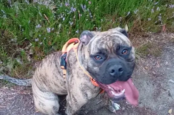 Chienne croisée disparue à Saint-Léger - photo