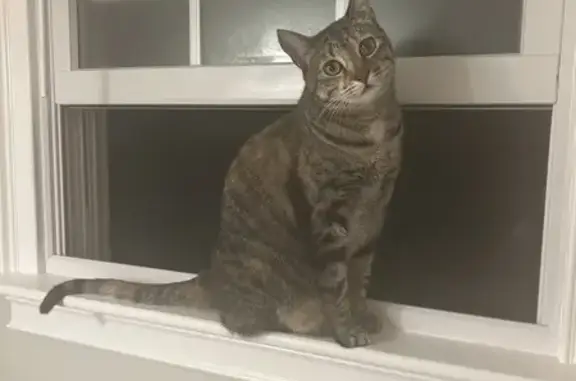 Lost and found pets , photo: Lost Cat: Jill, Brown Black Tan, Foxborough