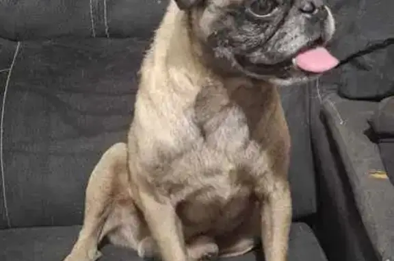 Pug Encontrado en Torre Amarilla, Chicoloapan