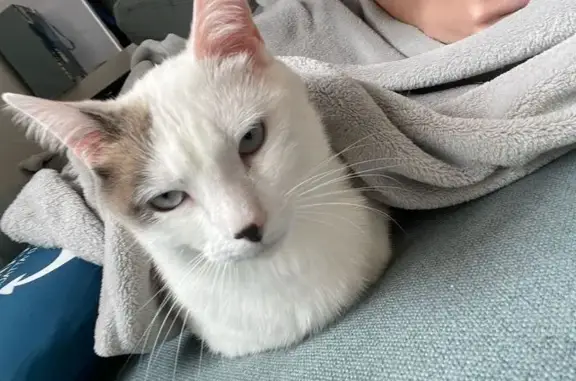 Chat mâle disparu, tâche oreille & queue, Snoop - photo