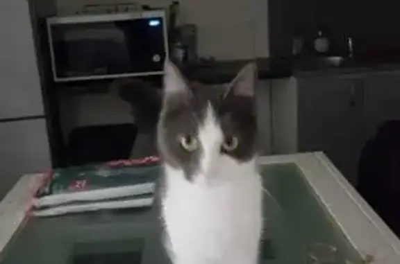 Chatte blanche et grise perdue à Cholet - photo