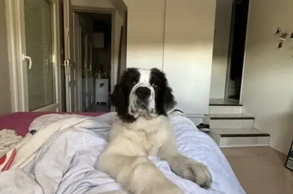 Chien perdu Montauban, photo : Chien perdu: Landseer blanche et noire à Montauban