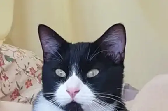 Chat trouvé Vendôme, photo: Chat noir et blanc trouvé, cherche foyer urgent