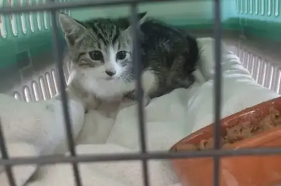 Chaton tigré et blanc trouvé à Saint-Pierre-du-Mont - photo