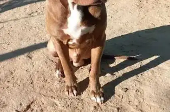 Missing Dark Brown Rednose Pitbull in Oudtshoorn