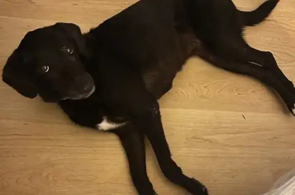 Chienne noire type labrador trouvée à Kervenant - photo