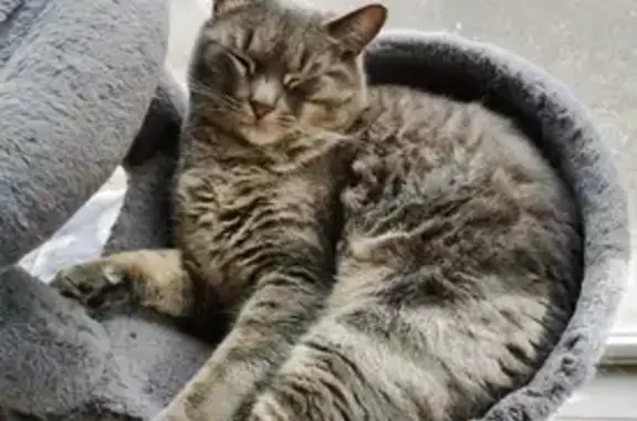 Animaux perdus , photo: Chat Disparu : Moon, Chemin des Rebris 5