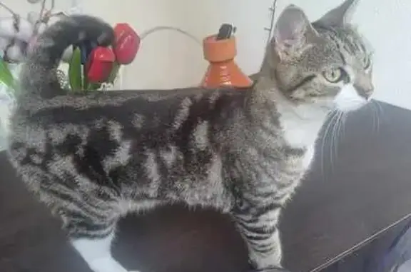 Chat gris tigré trouvé à Bordeaux, Quai Bacalan - photo