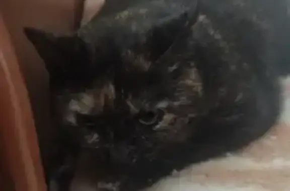 Chatte écailles de tortue disparue à Trans - photo