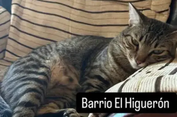 ¡Gato Romano Perdido en El Higuerón! 🚨