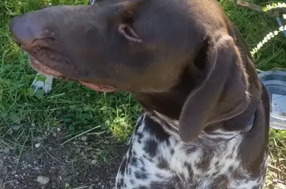 Chien trouvé : Samba déposé au vétérinaire - photo