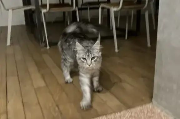 Animaux trouvés Rennes, photo: Chat mâle gris-blanc trouvé à Rennes
