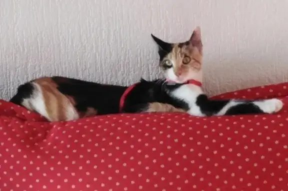 Chatte écaille de tortue perdue à Veuzain - photo