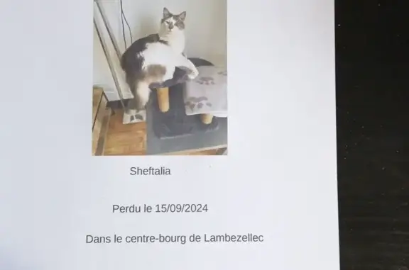 Animaux perdus Brest, photo: Chat mâle gris et blanc disparu à Brest