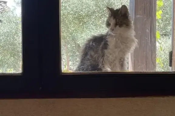 Jeune chat maigre trouvé, blanc et gris - photo