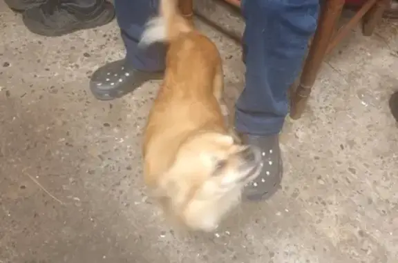 Petit chien trouvé à Brossainc - photo