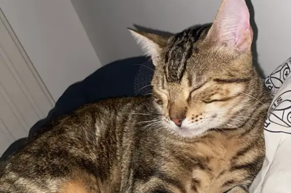 Animaux perdus Sotteville-lès-Rouen, photo: Chat tigré noir disparu à Sotteville-lès-Rouen