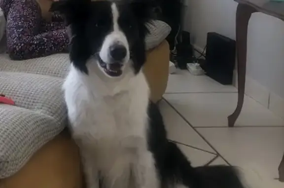 Chienne Border Collie 9 ans perdue à Valence - photo