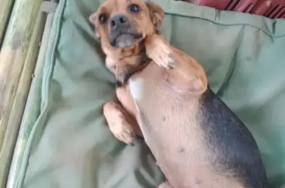 Chien perdu , photo : Chien disparu à Saint-Laurent-de-la-Salanque