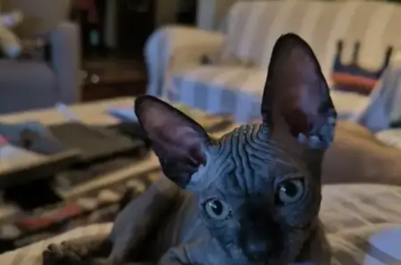 ¡Urgente! Gatita Sphynx Perdida en Madrid