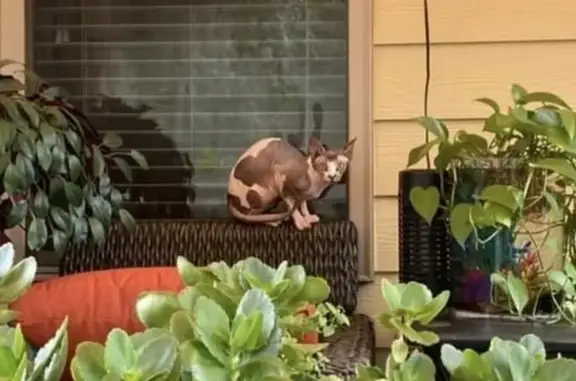 Lost Sphynx Cat: $500 Reward on Snapdragon Ln