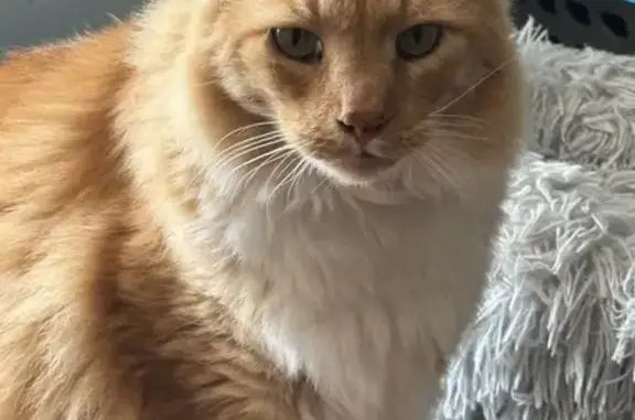 Lost Orange & White Fluffy Cat in Millville NJ