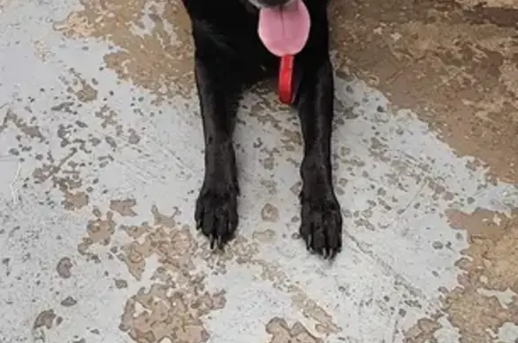 Lost Black Lab on 63rd & Scott Ave N!