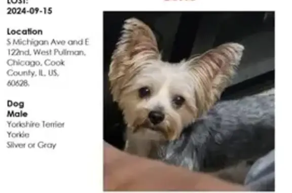 Lost Yorkie: Grey/Blonde, S. Michigan Ave