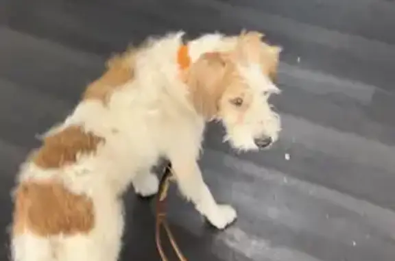 Chienne fox terrier trouvée, puce incorrecte - photo